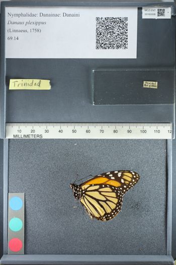 Media type: image;   Entomology 165008